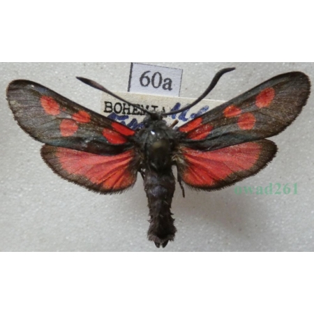 Zygaena trifolii (Esper, 1783) Kraśnik pięcioplamek Czech60a